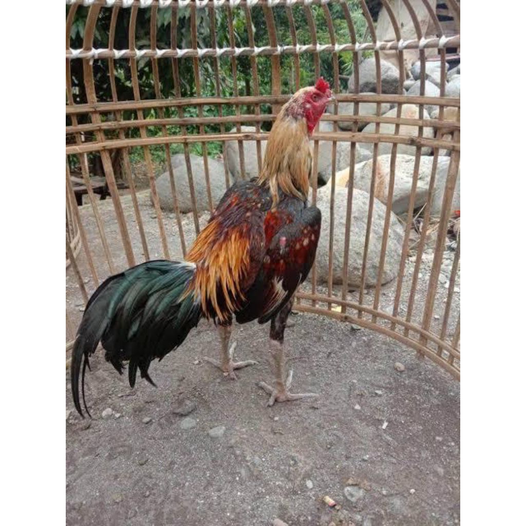 paket hemat 5 telur ayam mangon jenis petarung bapaknya juara 3 win dan sekarang menjadi pejantan in