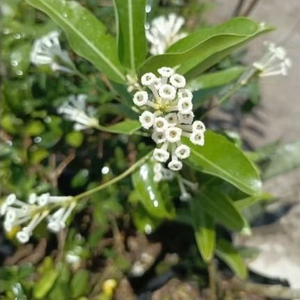 Cestrum Diurnum