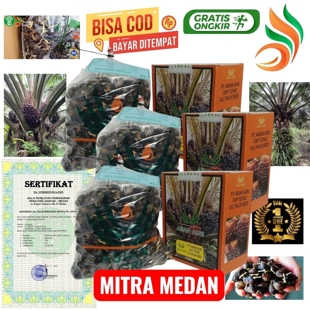 Bibit Benih kecambah sawit Unggul TOPAZ + Bersertifikat resmi isi 250 butir