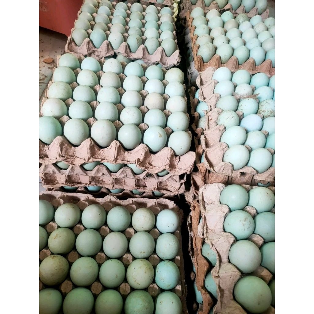 TELOR BEBEK MENTAH OMEGA3/TELOR BEBEK MENTAH MANIK OREN