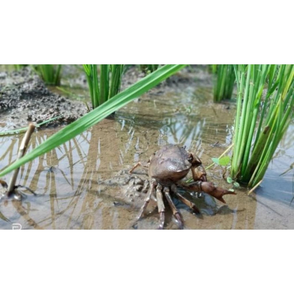 kepiting sawah atau kepiting Yuyu umpan mancing per 20 ekor