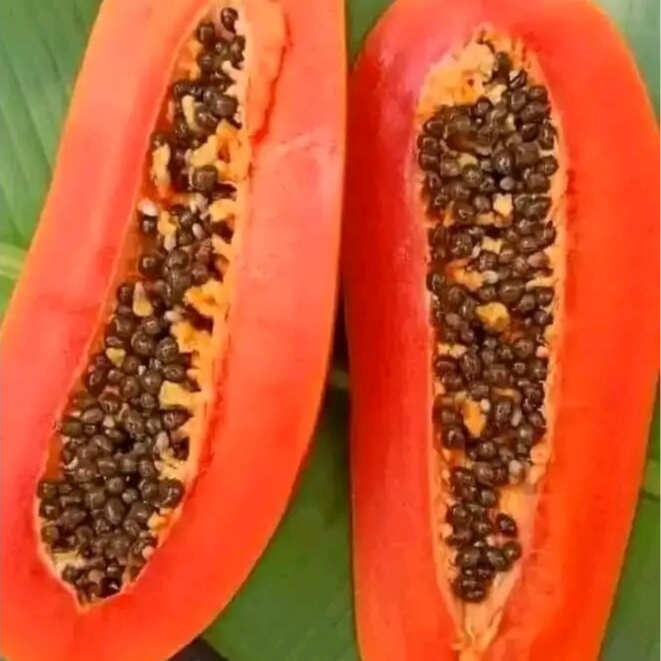 bibit pepaya jingga / pepaya jinggo