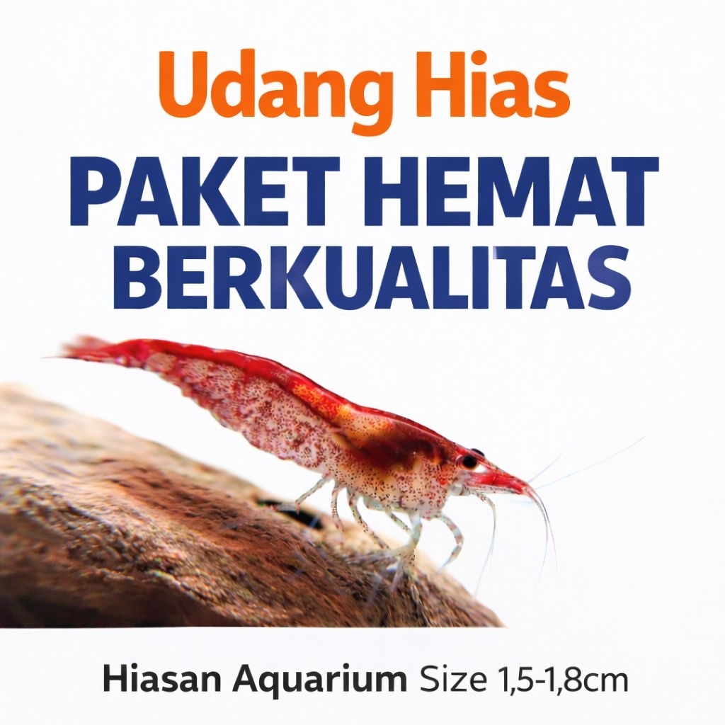 Udang Hias Red Cherry RCS Paket Hemat Dan Murah Udang Hias Aquarium