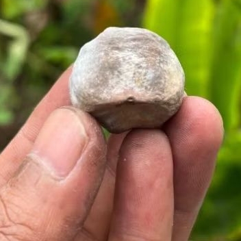 Muncang kemiri adu JAWAAN si sasak