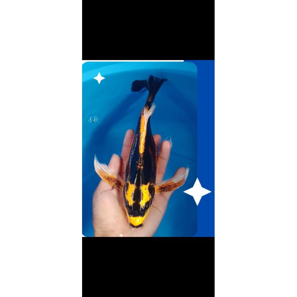 IKAN KOI KUMPAY METALIC KABUTO 7-9cm