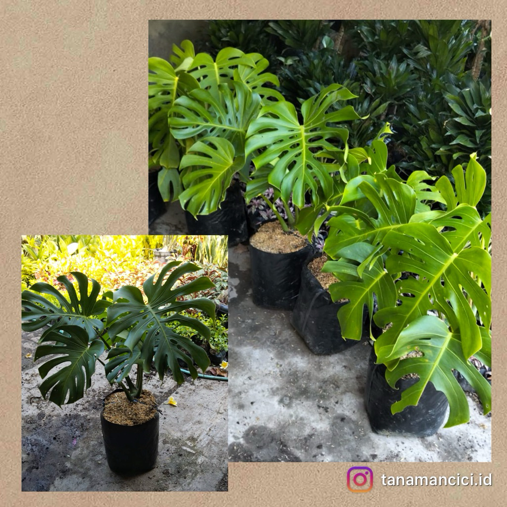tanaman Monstera King remaja ready tanaman Surabaya