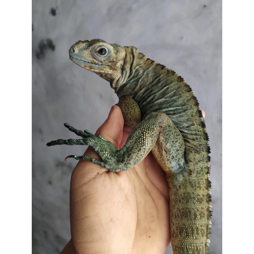 Iguana Rhino Good Quality