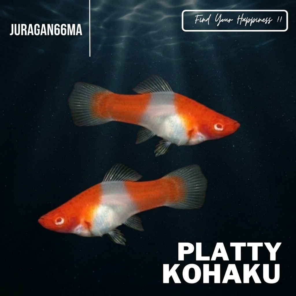 PAKET PLATY SINTERCLASS/KOHAKU