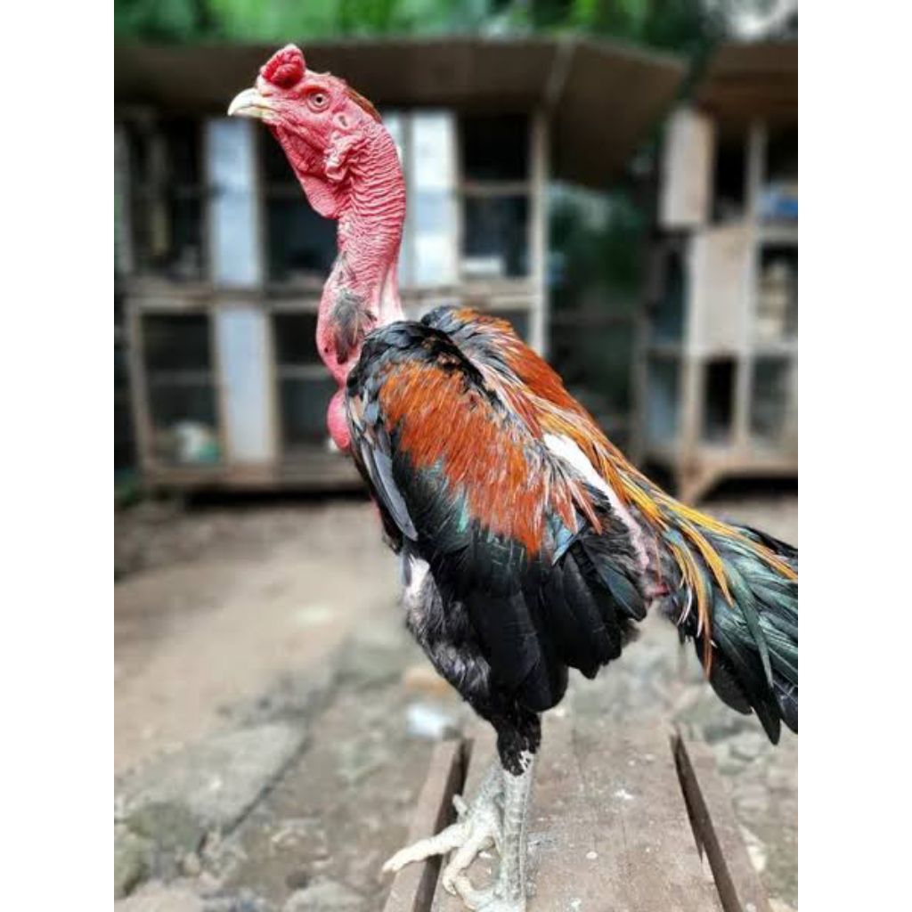 telur ayam saigon ganteng buat di depan rumah atau di peranak