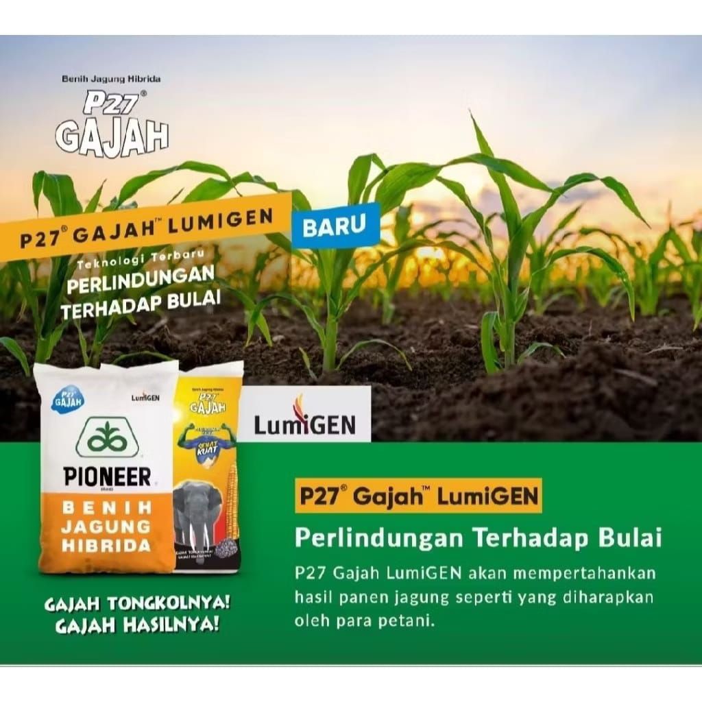 benih jagung hibrida p27