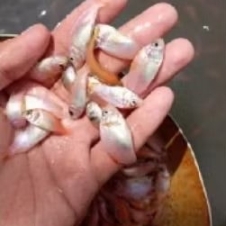 Bibit Ikan Nila Merah Bangkok 4cm Isi 20 Ekor Per Paket Sehat Siap Tebar