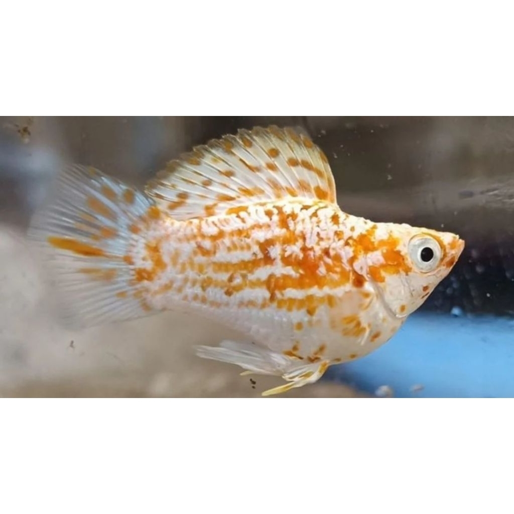 Ikan Hias Molly Golden jumbo Molly sakura molly zebra