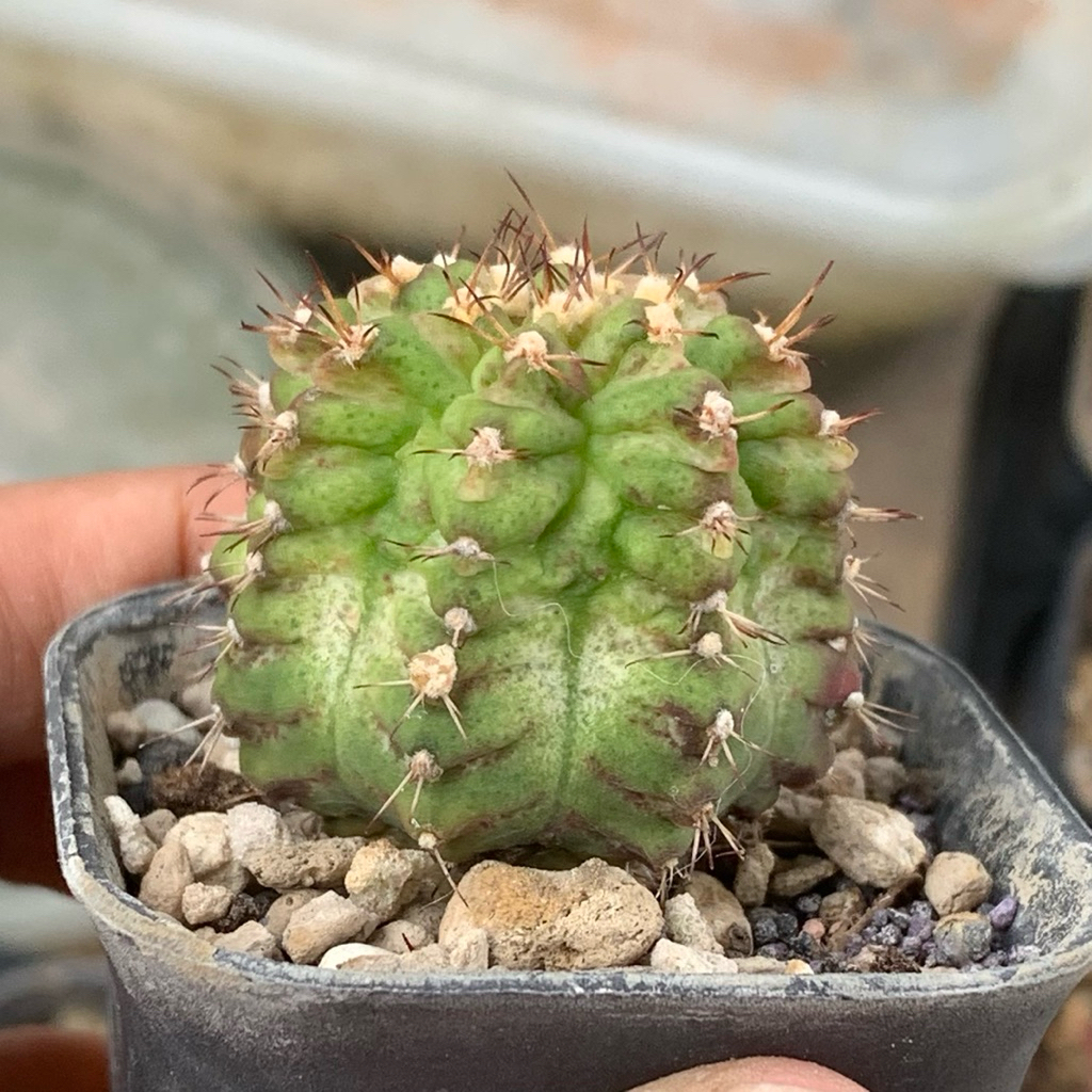 Gymno tseries hybrid daydream tlux day dream ungu purple hybrid  Hybrid kaktus gymnocalycium mihanov