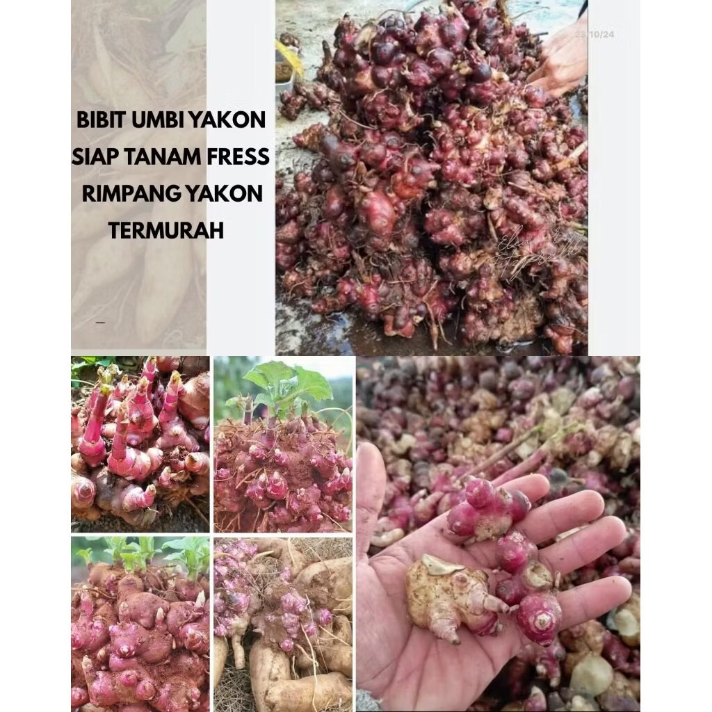 Bibit Rimpang UBI YAKON Asli Wonosobo Termurah - Bibit Umbi Yacon Viral / Bengkuang Citra Menyehatka