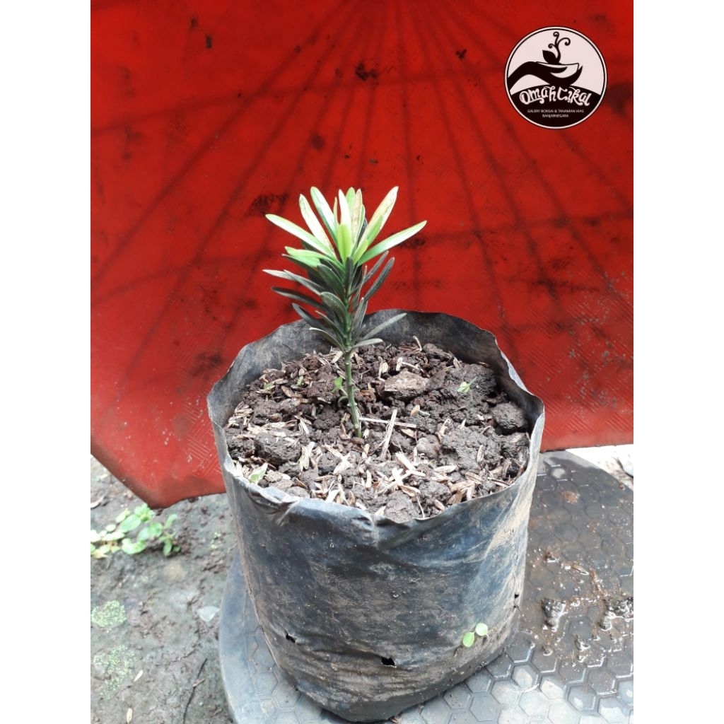 lohansung lidah burung daun biru(micro)/bibit lohansung lidah burung daun biru/bibit bonsai lohansun