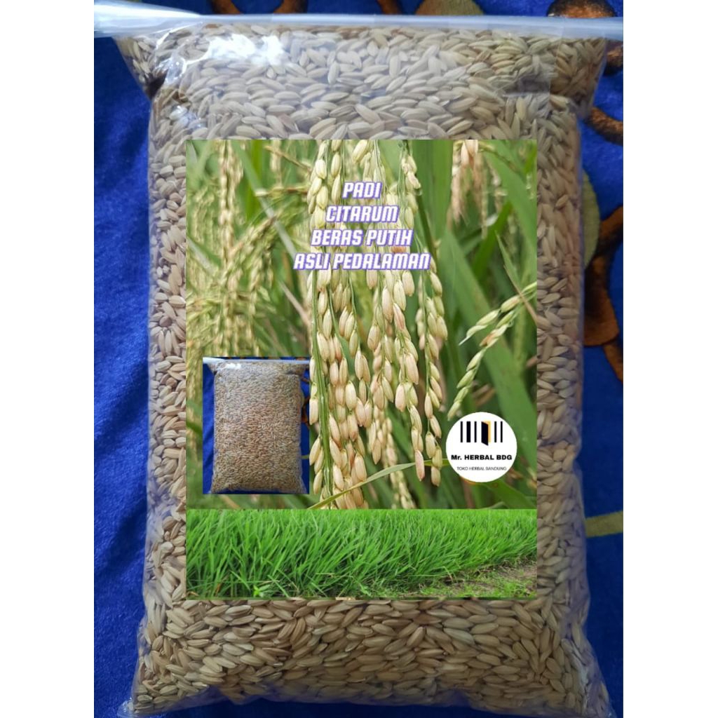 Padi Beras Putih tekstur pulen 1 kg bibit unggul