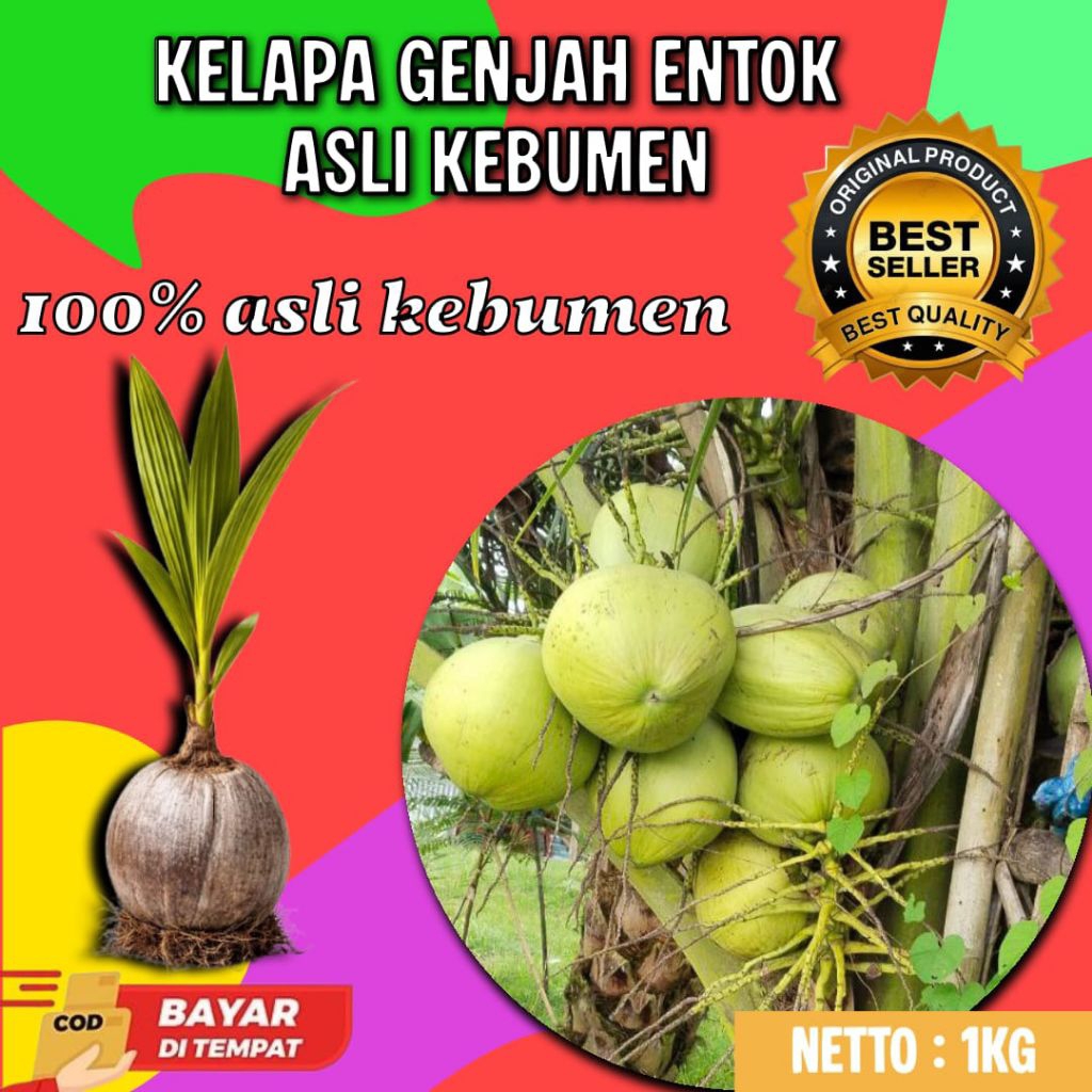 GARANSI BIBIT MATI  Tanaman Kelapa Pendek Entok Jumbo, Tanaman Kelapa Pendek Entok