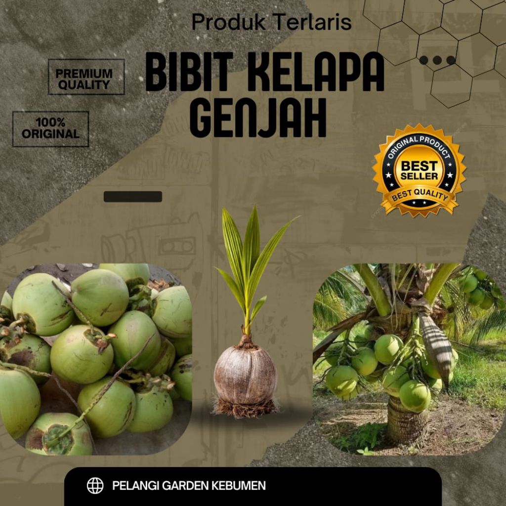 TERPERCAYA  Bibit Kelapa Genjah Bersertifikat, Bibit Kelapa Genjah Buah Besar, Bibit Kelapa Genjah E