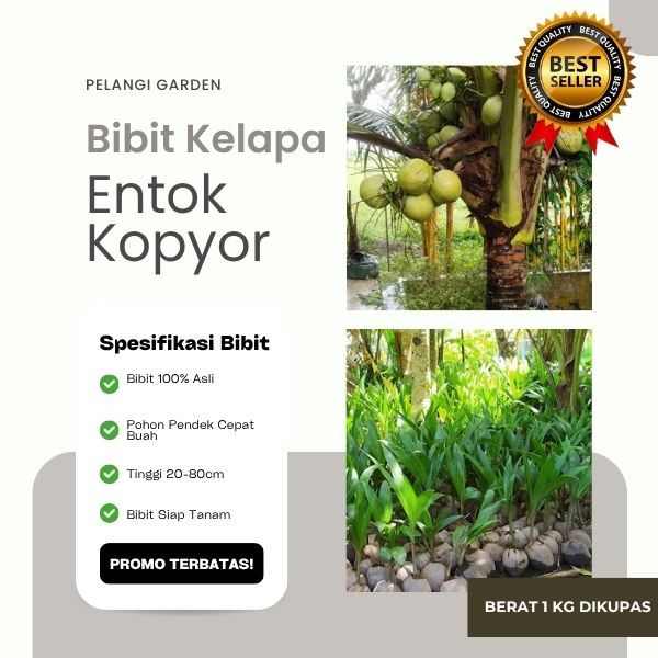 PALING LARIS !! Bibit Kelapa Genjah Entok Kopyor Genjah Di Kupas, Bibit Kelapa Genjah Entok Kopyor H