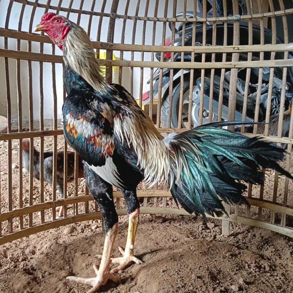 telur ayam birma joper sangat bagus untuk hiasan di kandang atau buat di ternak di peranak juga bagu