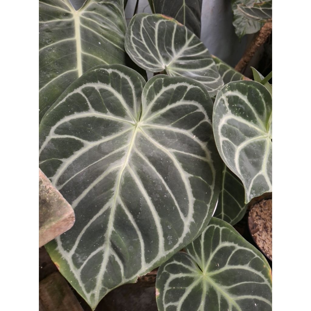Anthurium dorayaki hybrid | anthurium kuping gajah