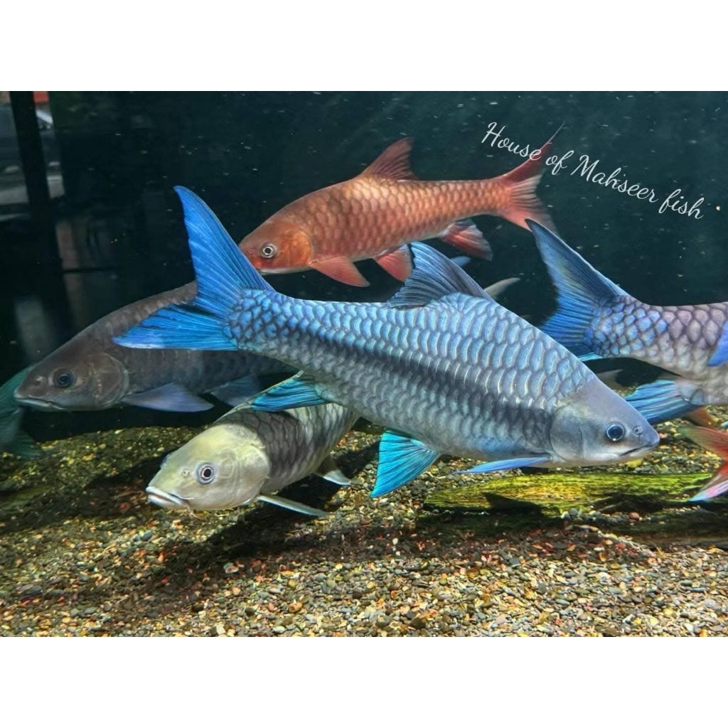 Neo Heter Blue Mahseer China