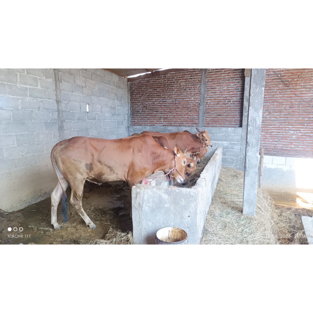 SAPI QURBAN