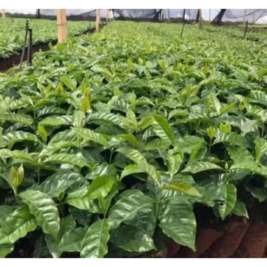 50 Pcs Bibit Kopi Arabika 100 % Asli Tinggi 25 - 40 cm