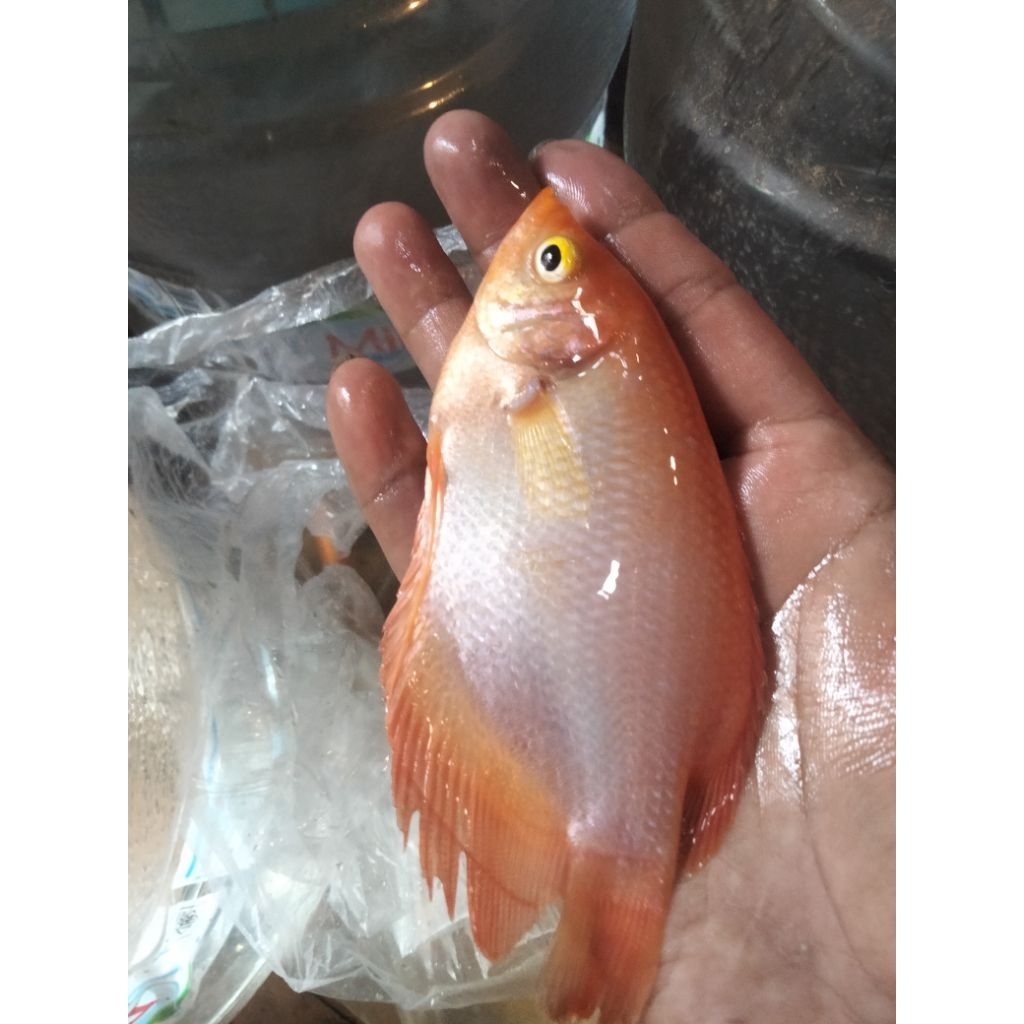 bibit gurame padang