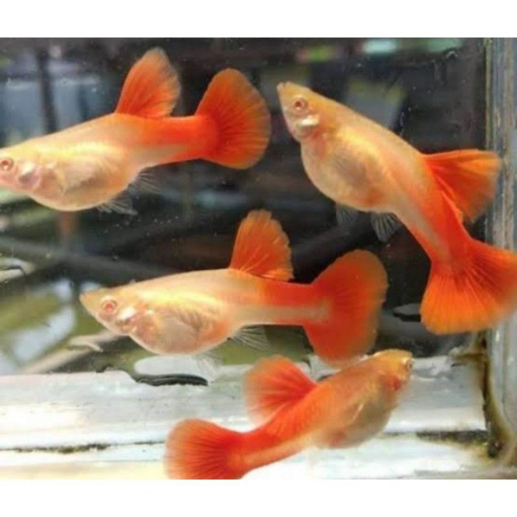 Ikan Guppy Betina 10 ekor AFR albinofullred mata merah