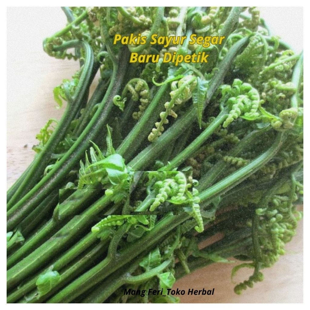 Pakis Sayur Segar 1kg - Pakis Sayur Fresh