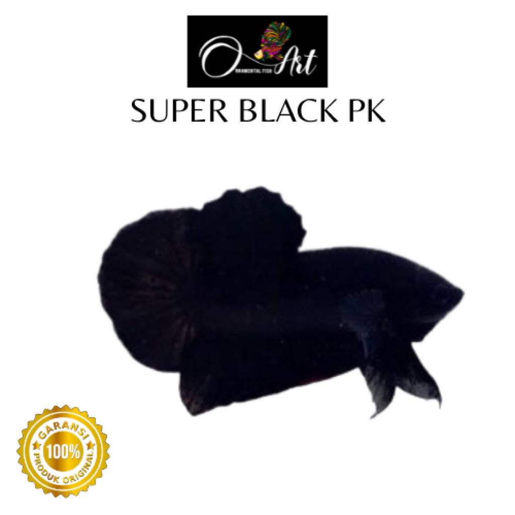 Ikan Cupang Plakat Super Black Jantan Dekorasi