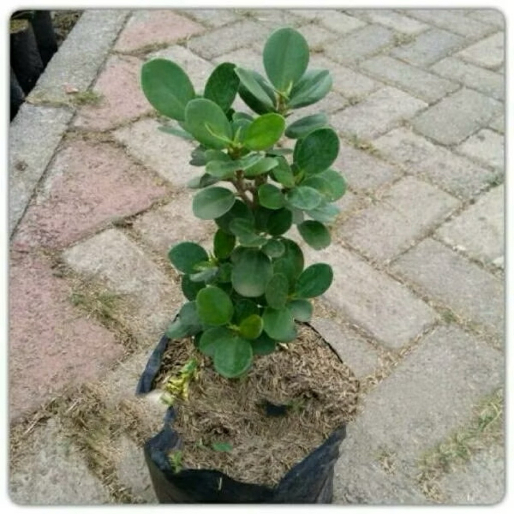 Bahan Bonsai Dollar