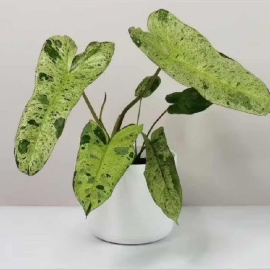 Tanaman Hias philodendron paraiso Verde- philo Verde