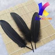 Bulu Ayam Jago Asli Hitam - Ekor dan Sayap, Panjang 15-22 cm, 100 Helai