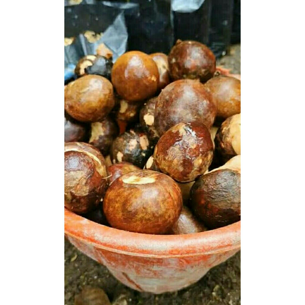 biji alpukat siap semai 1kg