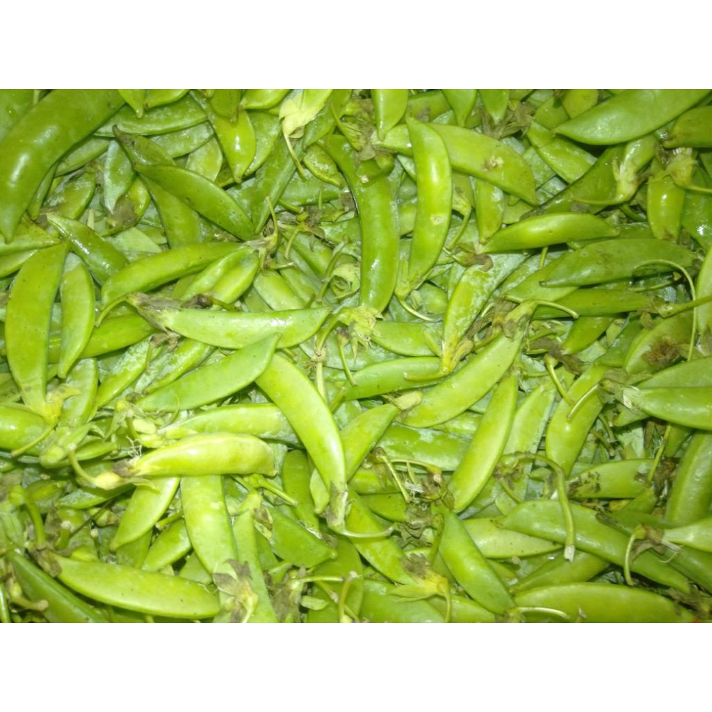Sayur Arcis Ercis hijau segar