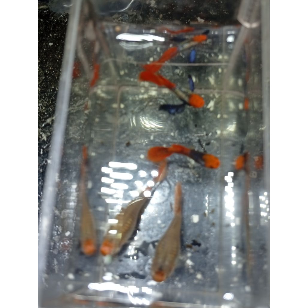 PRTDE Koi