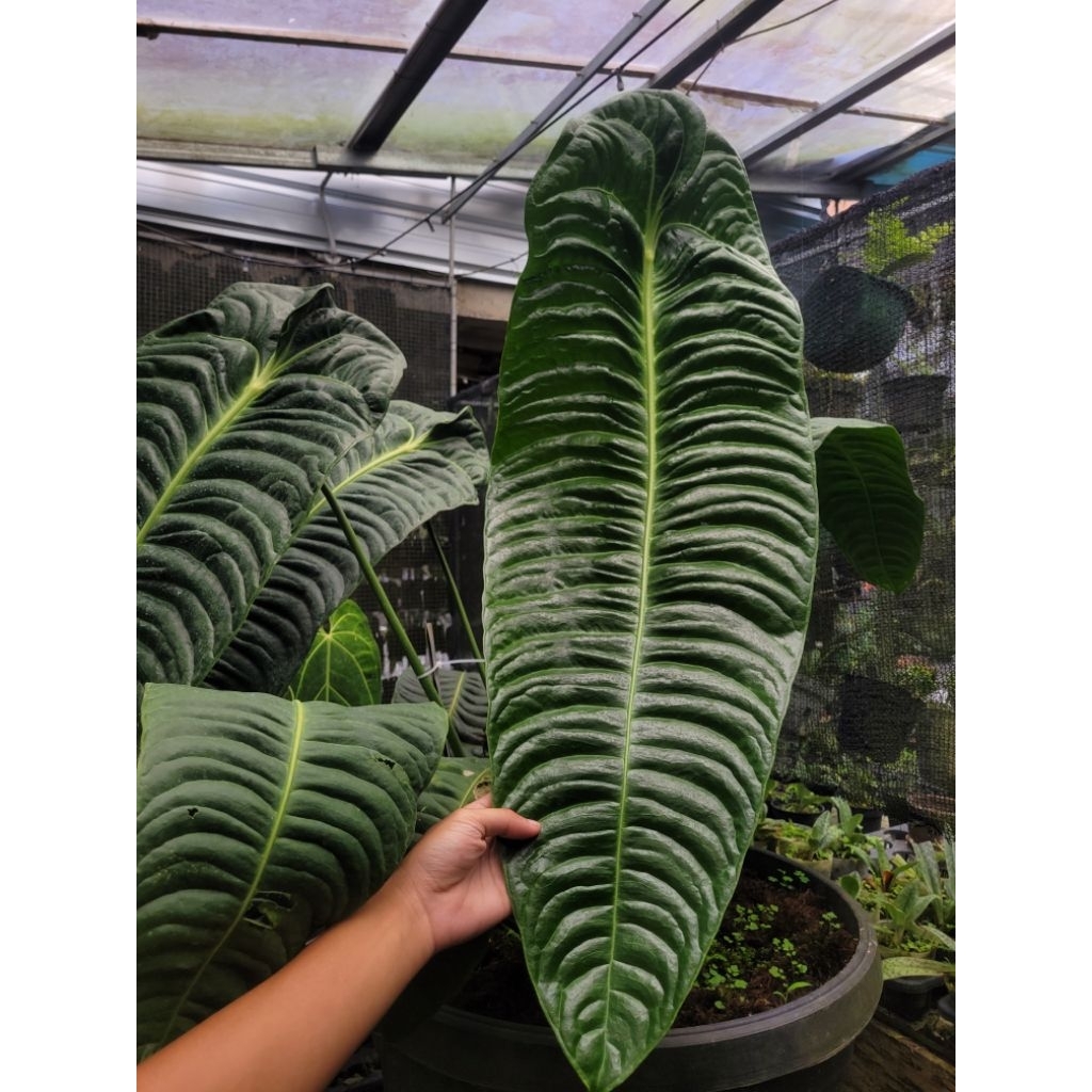 Anthurium veitchii narrow indukan