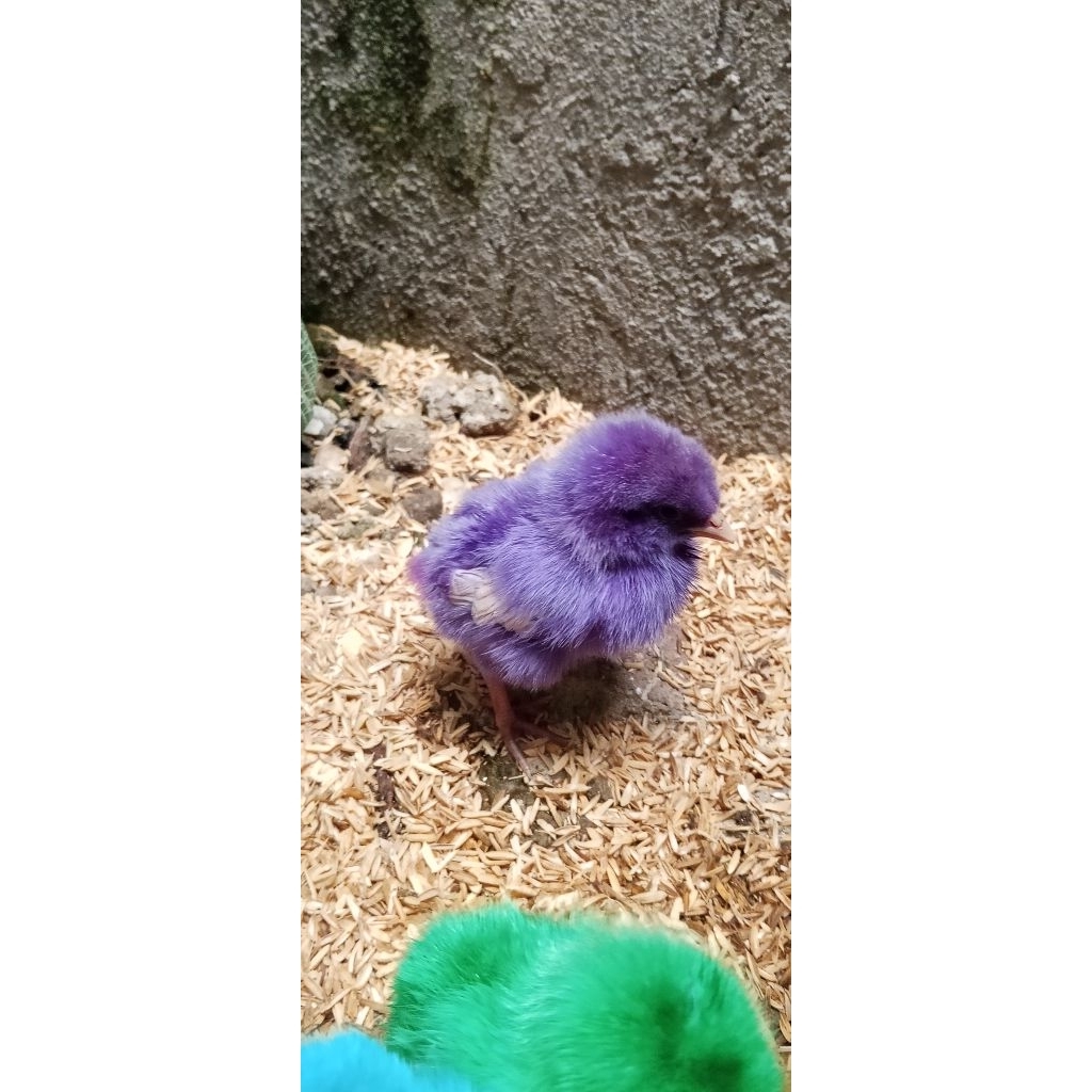 anak ayam pejantan DOC anak ayam warna warni