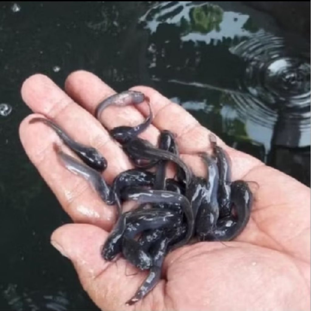 Hiasan kolam bibit lele sangkuriang jumbo ukuran 10cm  3 Ekor