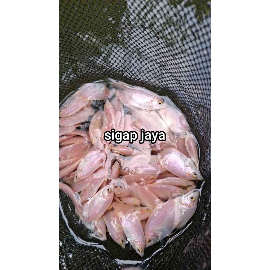 paket 10 pcs ikan gurame padang grade A premium calon menyala