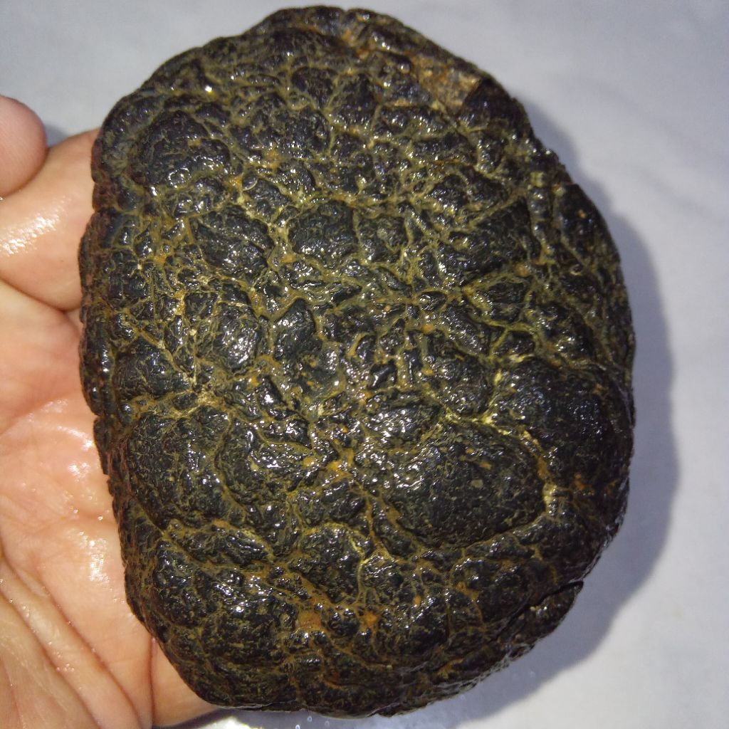Original Batu Satam Jumbo Ukuran Besar Istimewa