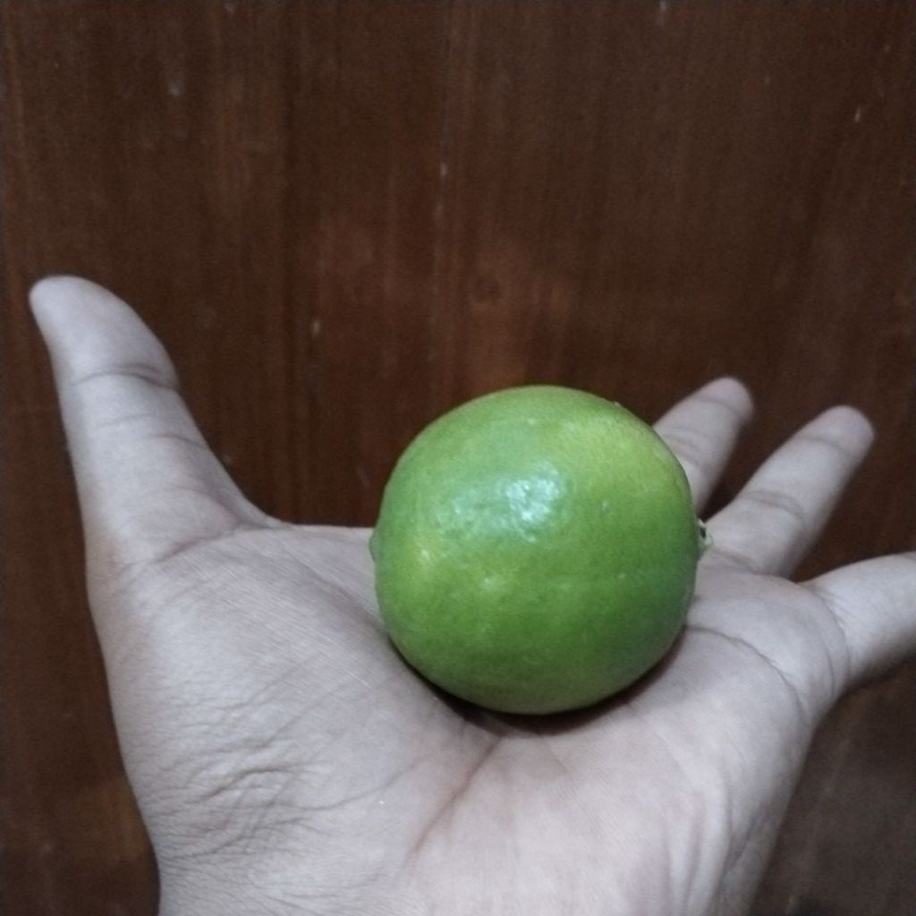 jeruk nipis segar