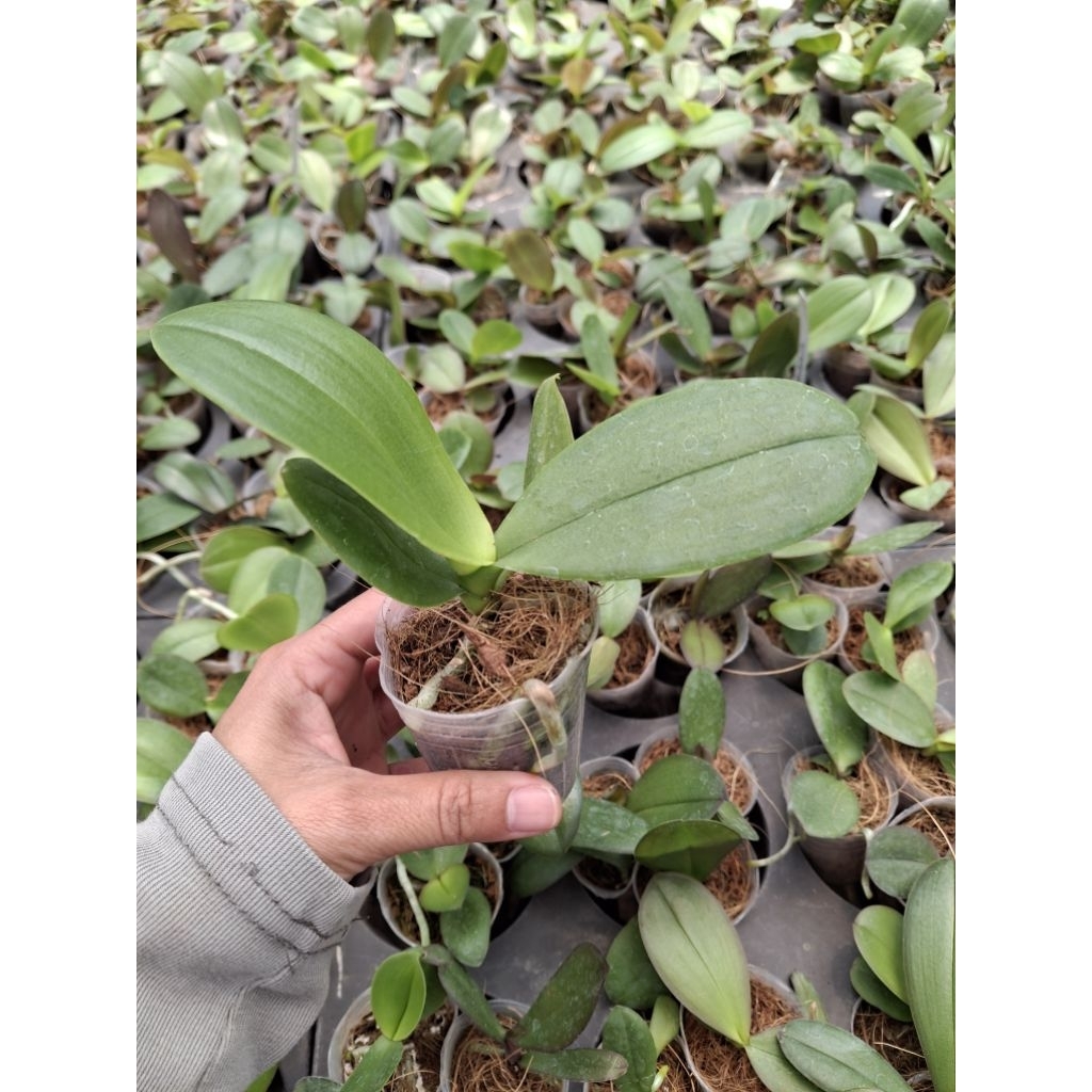 Anggrek Bulan Bibit/Pra Remaja