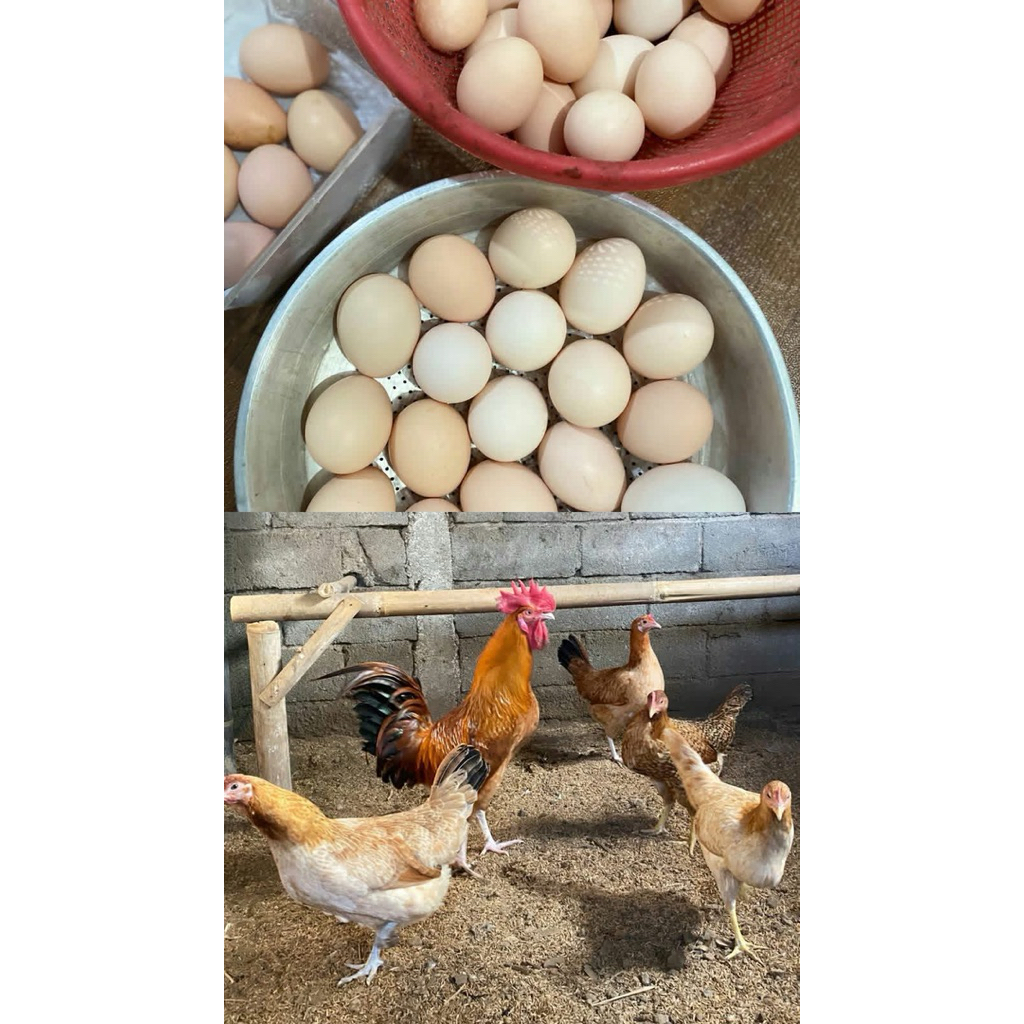 telur fertil ayam elba