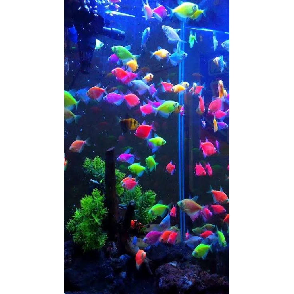 10 EKOR IKAN HIAS GLOFISH TETRA MIX