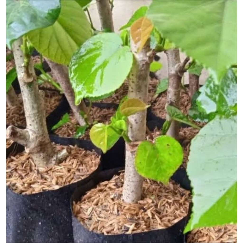 Bibit waru india ukuran jempol siap program bahan bonsai
