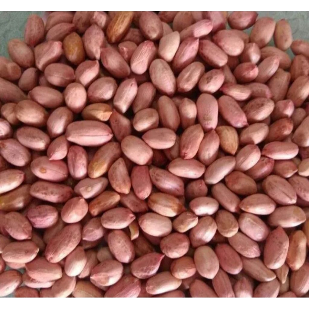 kacang tanah merah mentah lokal kualitas terbaik fresh 1kg s/d 250 gram