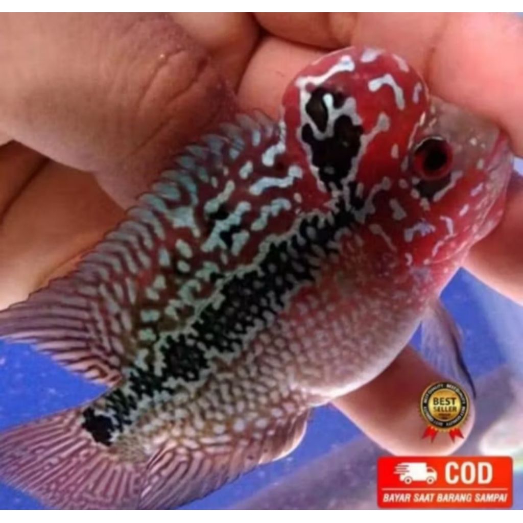hiasan aquarium lohan cencu srm 7-9cm